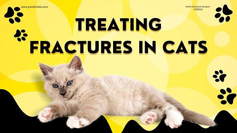 Orthopedic injuries in cats | Cat bone fractures #pets_birds