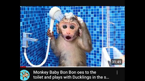 Monkey Baby Bon Bon oes to the toilet and plays with Ducklings in the swimming pool