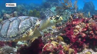 Sea turtle nesting season starts Saturday