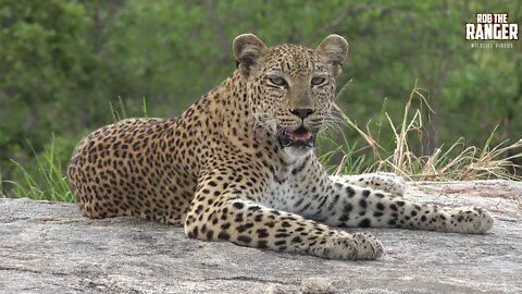 Female Leopard: Roaring And Other Vocalisations