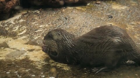 North American river otter eating meat. Wet Northern river otter arched back chewing its prey