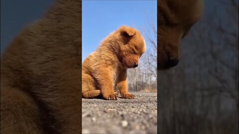 Cachorrinho dormindo em pé #shorts