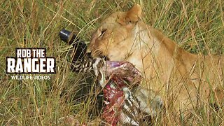 Lion Pride Eat a Zebra | Maasai Mara Safari | Zebra Plains