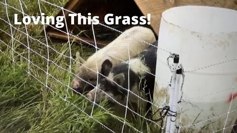 Daisy and Wattles Get New Pasture