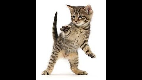 Cat Dance n Boogie