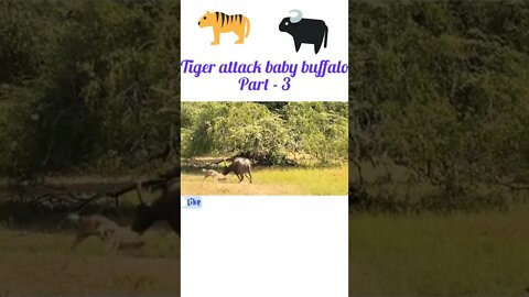 Tiger attacks baby buffalo 🐃part -4