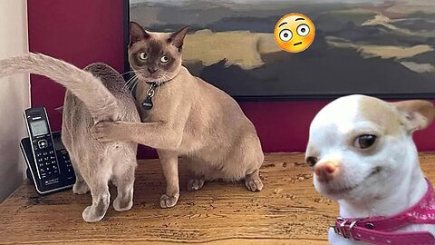 Funniest Cats and Dogs Videos 2024 - The Ultimate Laugh Riot!