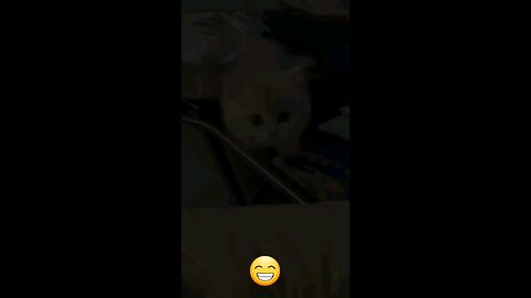 cat funny video 😂🤣 cat video 😆 new cat video