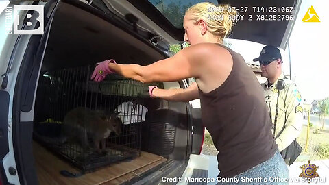 WALLABY ROUNDUP! Arizona Sheriff's Deputy Rescues Escaped Wallaby
