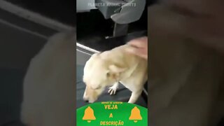 Cachorrinho vai pegar o ônibus para ver a Namorada #shorts