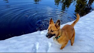 Abandoned Navajo Rez Dog Enjoying Her New Off-Grid Life - Our First Hiking and Fly Fishing Trip #dog