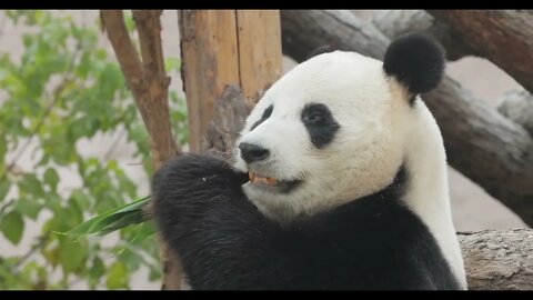 Giant panda (Ailuropoda melanoleuca) also known as the panda bear or simply the panda, is a bear nat