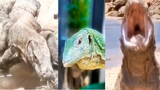 From fierce komodo dragons to adorable bearded dragons, this video has it all!