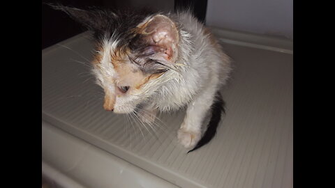 Baby cat bathing for the first time