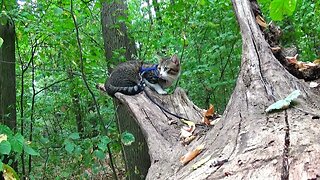 Curious Cat Climbs on the Root of a Fallen Tree