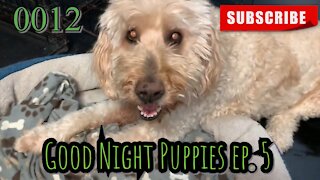 the[DOG]diaries [0012] Good Night Puppies - Episode 5 [#dogs #doggies #theDOGdiaries]