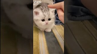 Tiktok Cute and Adorable Cat 😂- Cat Funny Video