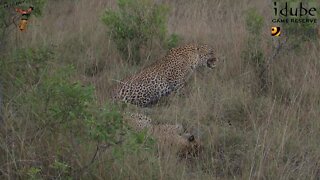 WILDlife: Leopards Pairing In The Afternoon