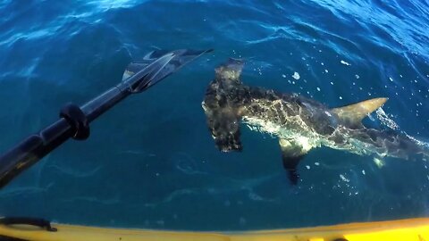 Hammerhead SHARK ATTACKS Kayak #shorts