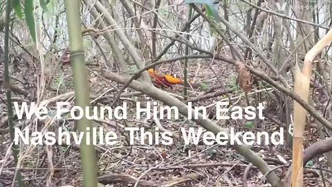 Golden Pheasant Spotted In East Nashville