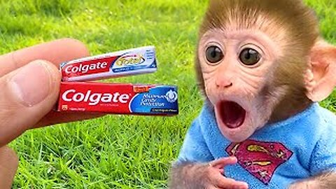 Monkey Baby Bon Bon brush his teeth in the toilet