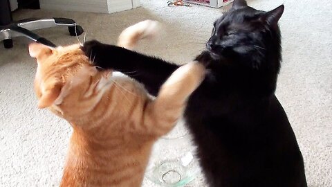 Cat Fight!!!!!! Funny Cat Videos Compilation