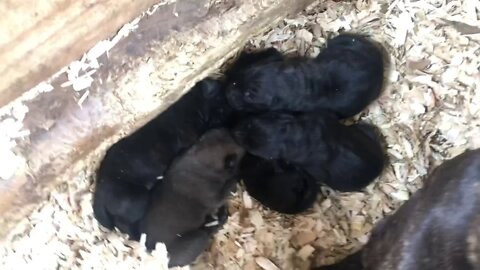 Reptar x Onyx pups (Born Jan 31, 2021)