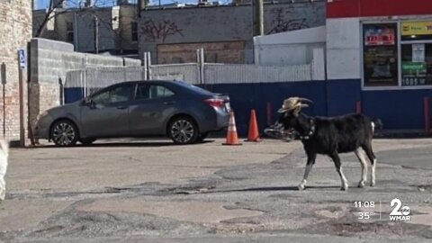 Fedora wearing goat captured on camera in Pigtown