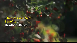 9 Impressive Health Benefits of Hawthorn Berry