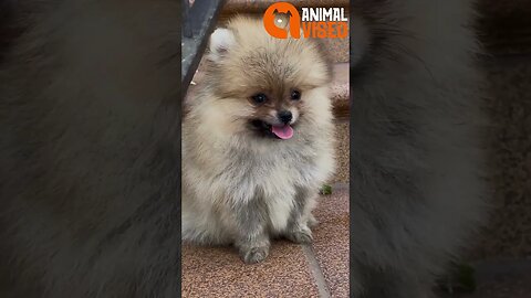 Hilarious Try Not To Laugh Challenge - Funny Dogs Compilation 2023 | Animal Vised