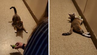 Silly Kitten Plays Fetch Just Like A Dog
