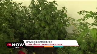 Wisconsin taking applications to grow industrial hemp