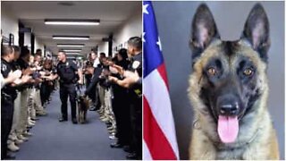 Cão-policial se aposenta e é homenageado no último dia de trabalho