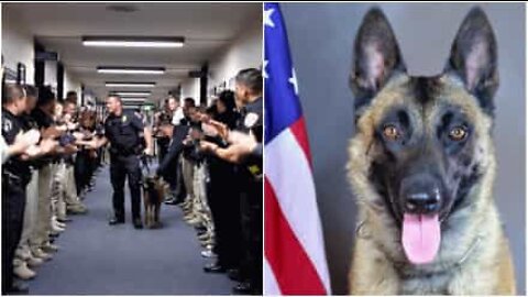 Cão-policial se aposenta e é homenageado no último dia de trabalho