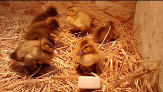 3 Day Old Ducklings