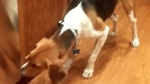 Dog scared of harmless dishwasher for no apparent reason