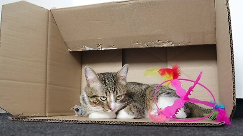 Cute Tabby Cat Sits in a Box with His Toys