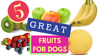 5 Great Fruits for Dogs!