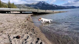 Ares swims to get the ball