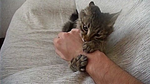 Warrior Cat Fighting a Hand