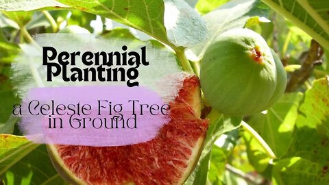 Perennial Planting a Celeste Fig Tree // In-Ground Fig Planting Method