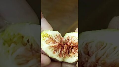 Fresh figs coming soon#shorts #ytshorts #viralreels #trending #viral #sabzilovers #nature #freshfigs