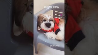 #dog #shorts #fun #doglover #cute #shihtzu #reels #funny #ytshorts #youtubeshorts #trending #youtube