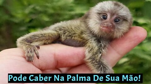 Menor macaco do mundo Sagüi Pigmeu