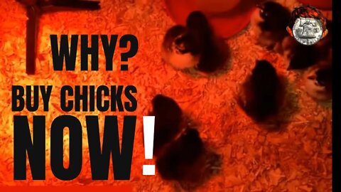 Buy Chicks Now !
