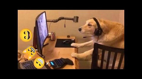 Top best cute funny animal videos