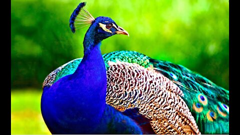 A very beautiful view of a peacock for its mate