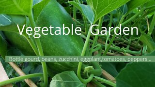 Vegetable garden | Compost in place & beginner friendly