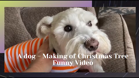 A dog - Making of Christmas Tree Funny Video