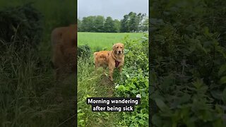 Morning wandering after being sick #goldenretrievers #retriever #pei #dog